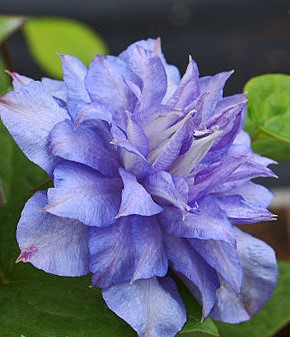 Клематис гибридный Блю Эксплоужн